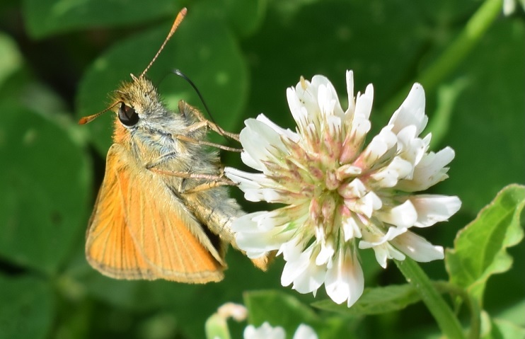 Thymelicus sylvestris?